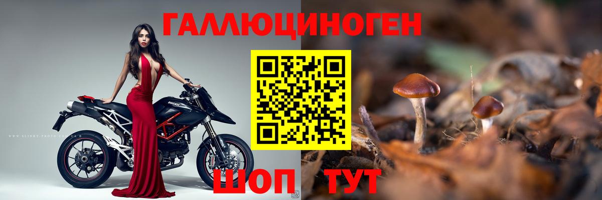 Галлюциногенные грибы Psilocybe Сочи